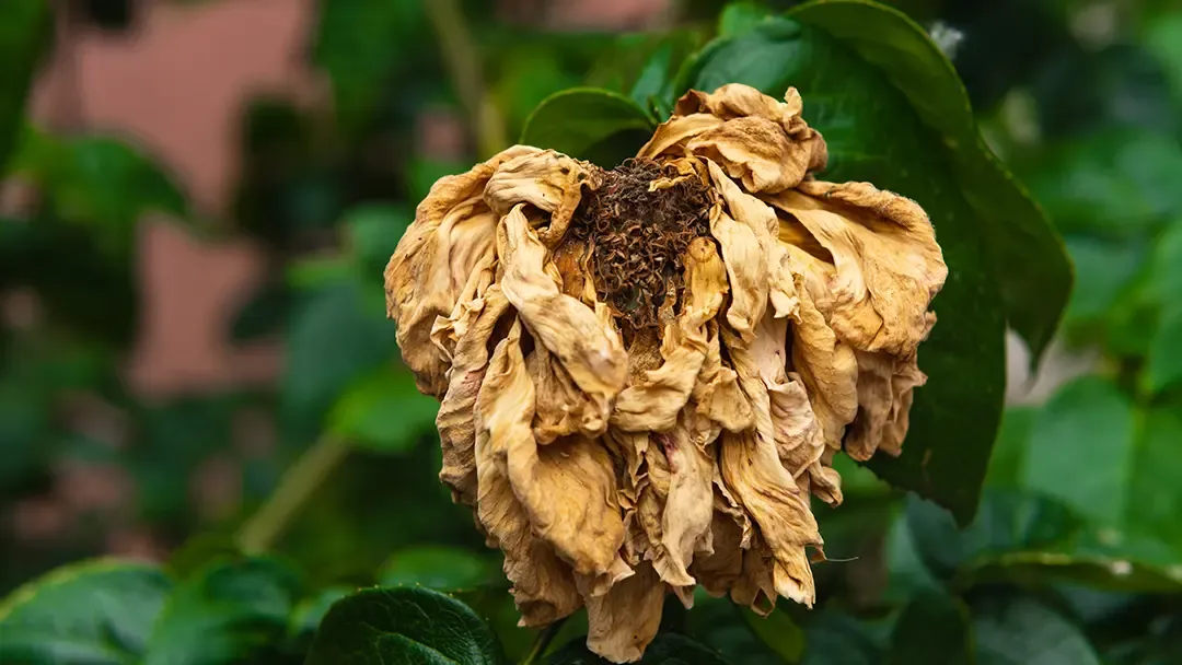 Verwelkte Blume