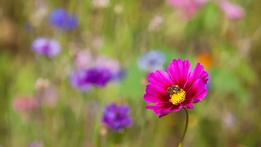 Blumenwiese